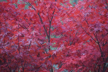 Baum mit roten Blättern (Foto: C. Koss 23.10.2016)